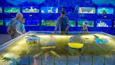 Дом аквариум, Челябинск :: Просмотр темы :: Шадринский форум