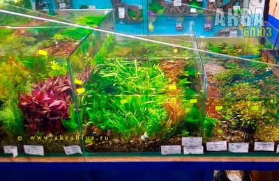 Аквариумные растения из Таиланда купить в Челябинске | Широкий выбор водных  растений в АКВА БЛЮЗ