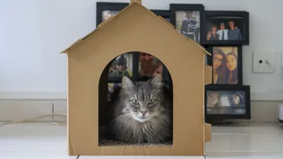 Дом для кошки своими руками | Alamella.ru