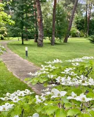 София Ротару возраст - певице исполнилось 74 года - фото