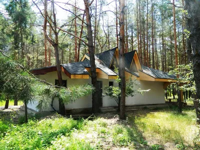 Дом из сруба в сосновом лесу - 75 фото
