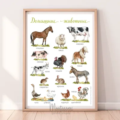 Постер Домашние животные - купить и скачать