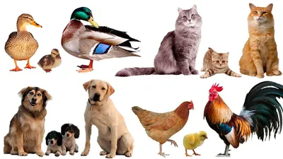 Домашние животные и их детёныши 🐮 Учим животных 🐶 Развивающие мультики (  2+) 🐓 Карточки Домана - YouTube