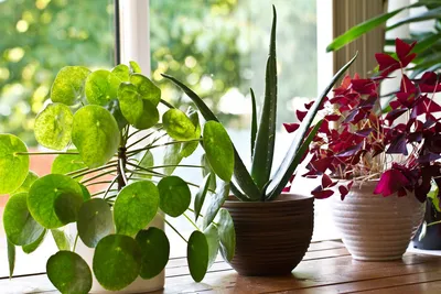 Растения для балкона: фото идеи озеленения