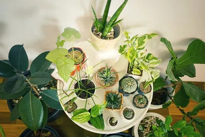 Какие растения помогут создать атмосферу лета в доме: фото примеры