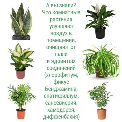 Растения для тех, кто любит яркие цвета: фото идеи яркого озеленения