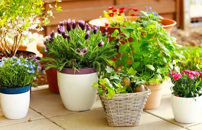 Какие домашние растения украсят вашу жизнь?