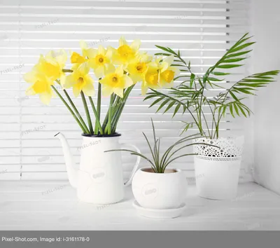 Создание атмосферы: фото домашних растений, которые помогут вам сделать дом уютным