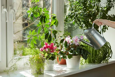 Как создать уют в доме с помощью растений: фото примеры