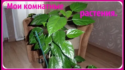 Растения, которые легко выращивать в домашних условиях: картинка