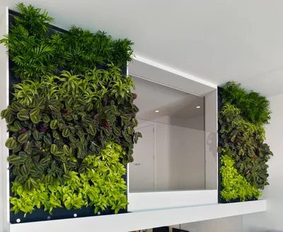 Как создать зеленую стену на балконе или террасе