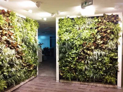 Как создать уникальную зеленую стену в своем доме