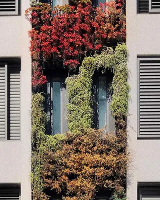 Фотография: как выбрать растения для домашних зеленых стен