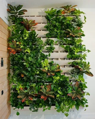 Фото: какие растения лучше всего подходят для создания домашних зеленых стен