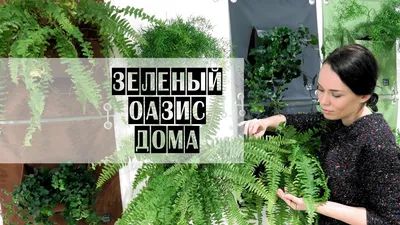 Картинка: домашнее вертикальное озеленение – идеальный способ создать зону релаксации в доме