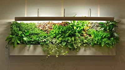 Наслаждайтесь природой внутри дома с помощью зеленых стен