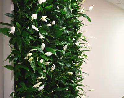 Интересные идеи использования домашних зеленых стен в оформлении интерьера