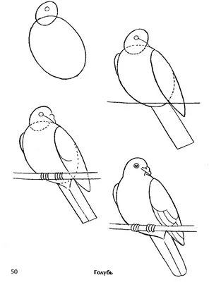 Поэтапное рисование перелетных птиц - 94 фото