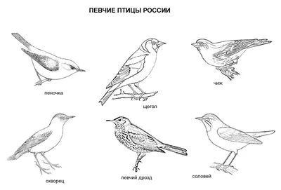 Перелетные птицы рисунок карандашом - 66 фото