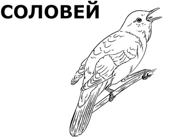 Петербуржцам рассказали, как защитить перелётных птиц от столкновений со  стёклами | Телеканал Санкт-Петербург