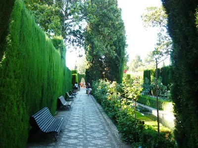 Фото ухоженных дорожек и аллей в моём саду, которые создают атмосферу уюта