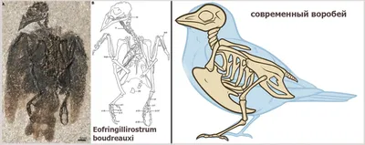 Ученые выяснили, каких птиц приносили в жертву богам древние египтяне