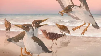SVG - птица парящий динозавр птеродактиль крылья древние скачать бесплатно  | SVGX