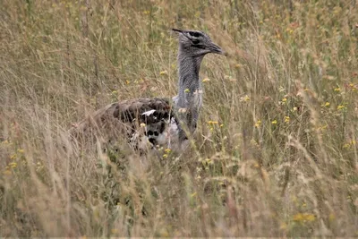 ДРОФА🐦 Крупная и очень заметная птица, предпочитающая распаханные земли и  степи, что явилось причиной их варварского отстрела. Во всех… | Instagram