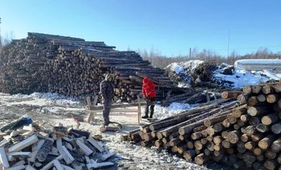 Марафон добрых дел. Вилейские лесники накололи дров семье, пока отец  пятерых детей был в больнице - Минская правда