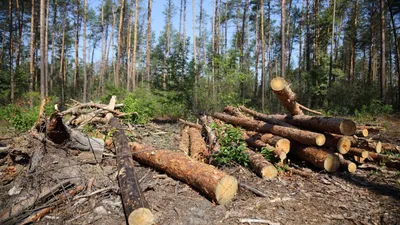 Дети В Походе В Лесном Наборе Мальчик И Девочкаскауты С Рюкзаками  Путешествуют С Компасом Жарят Зефир На Костре Приносят Дрова Ставят Па —  стоковая векторная графика и другие изображения на тему Кемпинг -