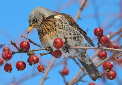 Дрозд-рябинник (Turdus pilaris)