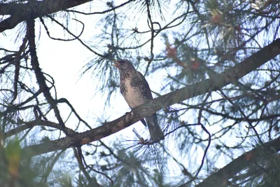 Африканский дрозд [группа pelios] - eBird