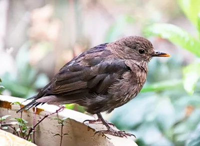 Птица Черный Дрозд Turdus Merula Самец Маленькая Черная Птица Осеннее Время  В Польше Европа — стоковые фотографии и другие картинки Без людей - iStock