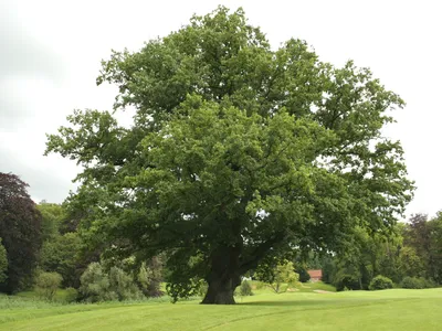 Дерево во всей красе: фото дуба черешчатого