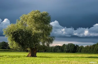 Дерево для всех: фото дуба черешчатого