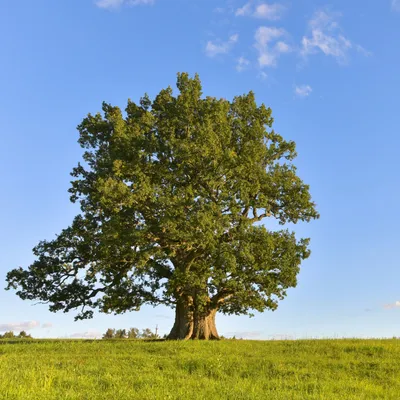 Фотография дерева: дуб черешчатый