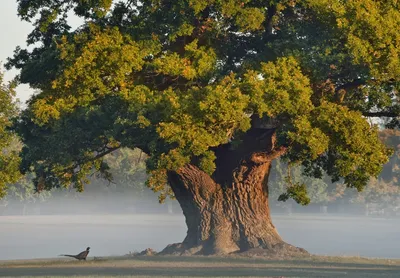 Красивая картинка дерева: дуб черешчатый