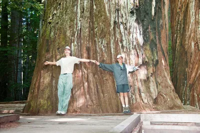 Дерево, которое впечатляет: фото дуба черешчатого