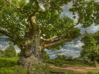 Фотография дерева Дуб зубчатый в весеннем цвету