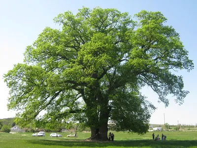 Изображение дерева Дуб зубчатый в парке
