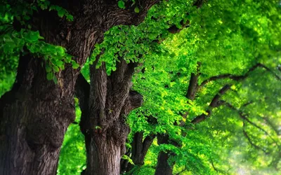 Фотография дерева Дуб зубчатый в природном заповеднике