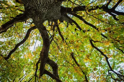 Фото дерева Дуб зубчатый в лесу