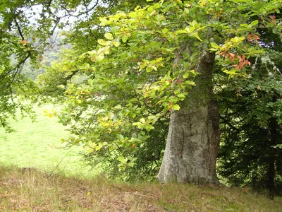 Фотография дерева Дуб зубчатый в саду