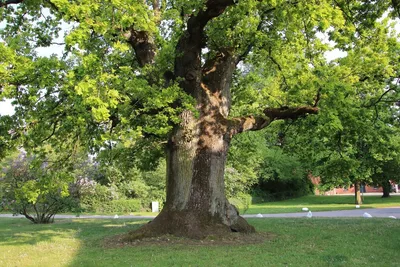 Фотография дерева Дуб зубчатый в сумерках