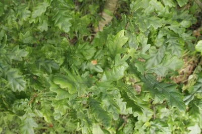 Фотография Дуба зубчатого с листьями разных цветов
