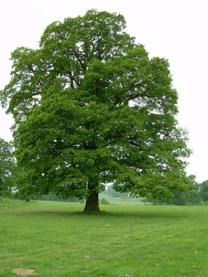 Величественный дуб: фото в высоком разрешении