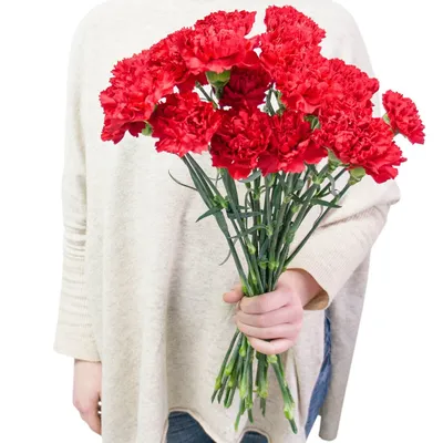2 красных цветка гвоздики на белой предпосылке Стоковое Изображение -  изображение насчитывающей гвоздика, день: 49918031