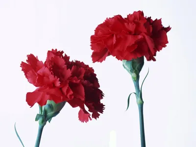 Купить ДВЕ гвоздики пластмассовые, Искусственные цветы для декора, на  кладбище по выгодной цене в интернет-магазине OZON.ru (936742435)