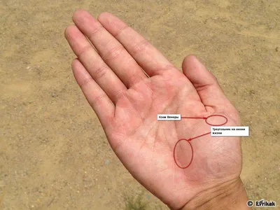 Фотография руки с двумя линиями жизни на фоне природы