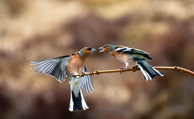 Фото Птицы Крылья Merops apiaster две на ветке Животные
